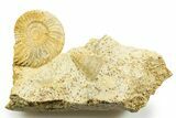 Jurassic Ammonite (Parkinsonia) and Sea Snail Fossil - France #367816-1